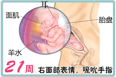【怀孕21周】怀孕21周胎儿发育情况_怀孕21周注意事项