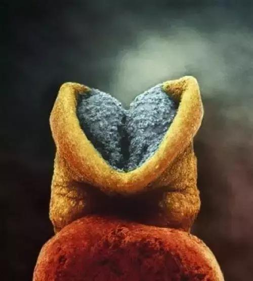 男性液体进入女性身体之后的奇妙过程(图片)！