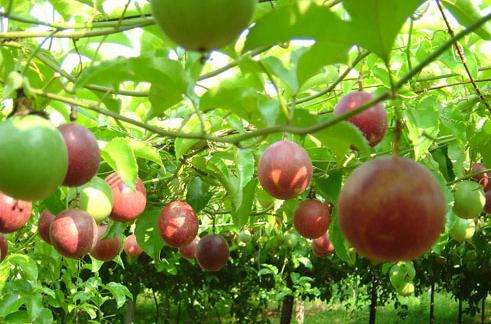 百香果的功效与作用及食用方法