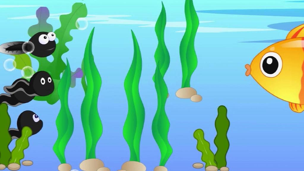 小蝌蚪的未来的胎教故事