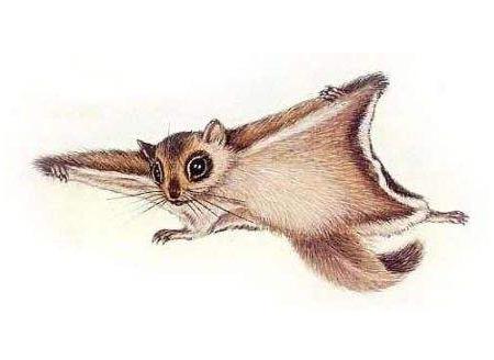 会飞的鼠的胎教故事