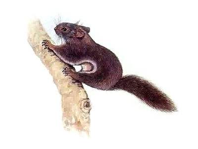 会飞的鼠的胎教故事