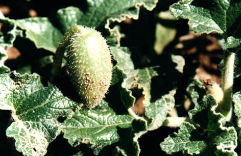 喷瓜妈妈有办法的胎教故事