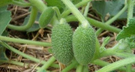 喷瓜妈妈有办法的胎教故事