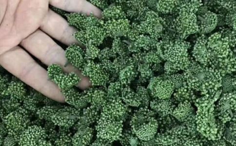 三七粉骗老人称能治17种病 三七粉究竟有什么用