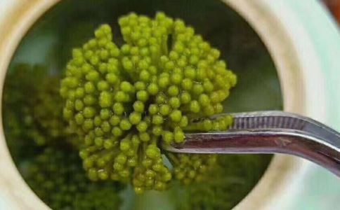 三七粉骗老人称能治17种病 三七粉究竟有什么用