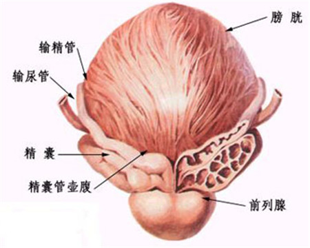 男性前列腺在什么位置图片