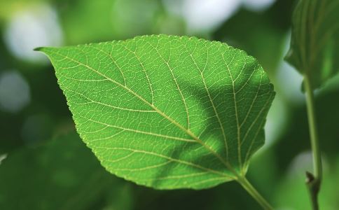 血糖高怎么办 选择吃什么有利于控制血糖