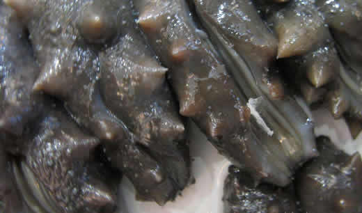 哪些食物壮阳补肾:常吃十种食物效果堪比伟哥