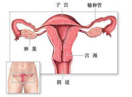 美女的阴道：图解健康的女性私处长啥样（图）