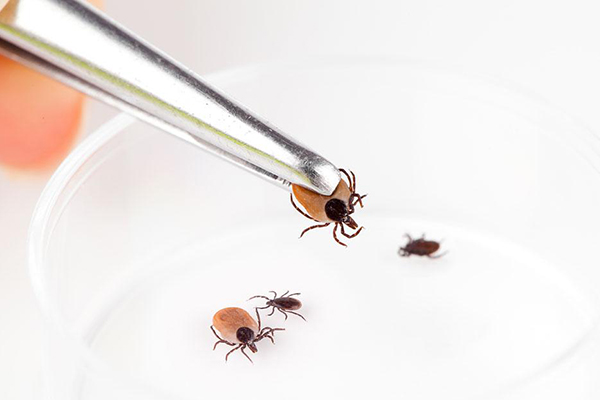 怎么判断是被蜱虫咬了 这些症状就可以确定了