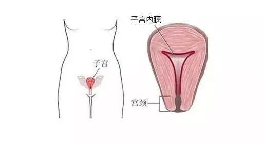 子宫内膜厚度多少正常？不同时期有差别