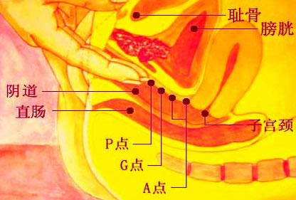 女人a点g点u点位置图：女人A点G点U点分别在哪儿