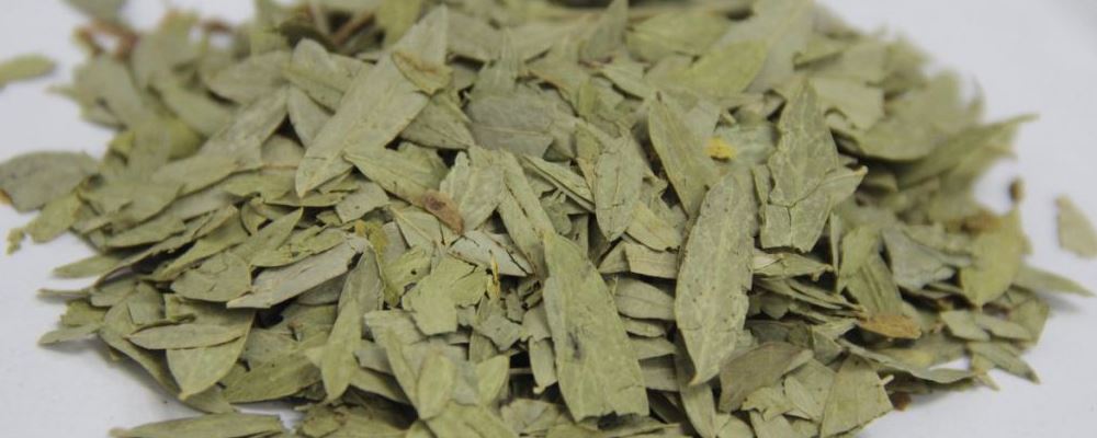 减肥不能伤身体 番泻叶减肥别尝试