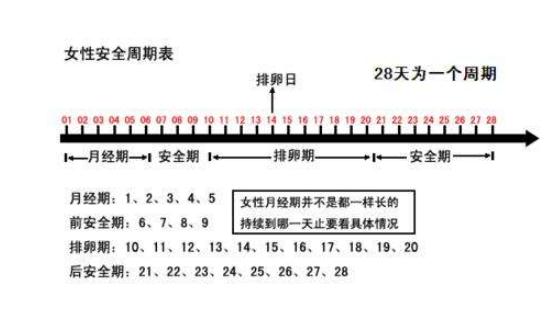 排卵期是什么时候:一张图解了解女性排卵期