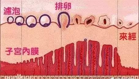 哺乳期=安全期？不需要避孕？这种鬼话别再信了