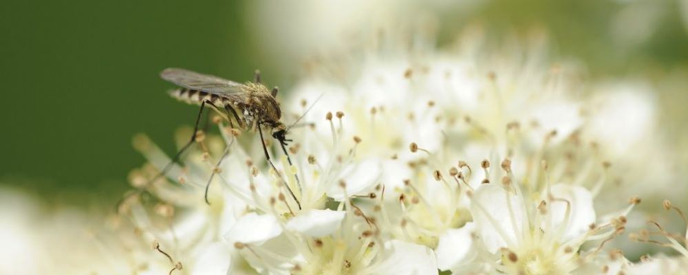 国庆期间重点预防登革热 登革热的症状先了解