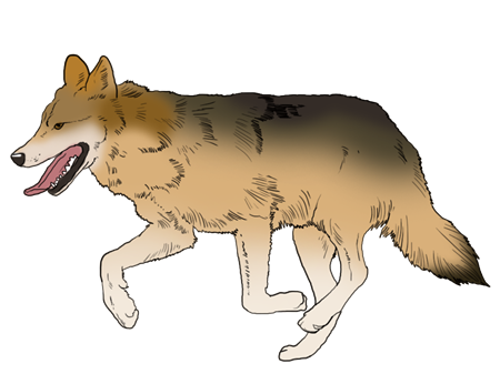 胎教故事大全每天一个:狼、马和狐狸 胎教故事大全每天一个:狼、马和狐狸