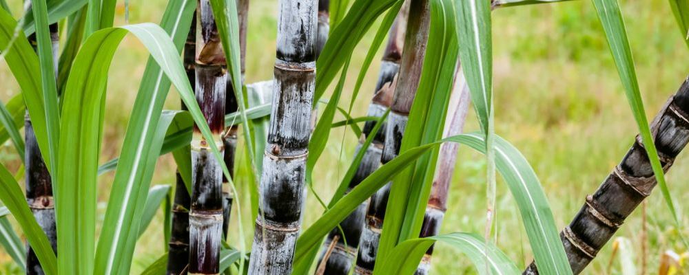 怀孕后哪些水果不能吃 下面这五种千万不要碰