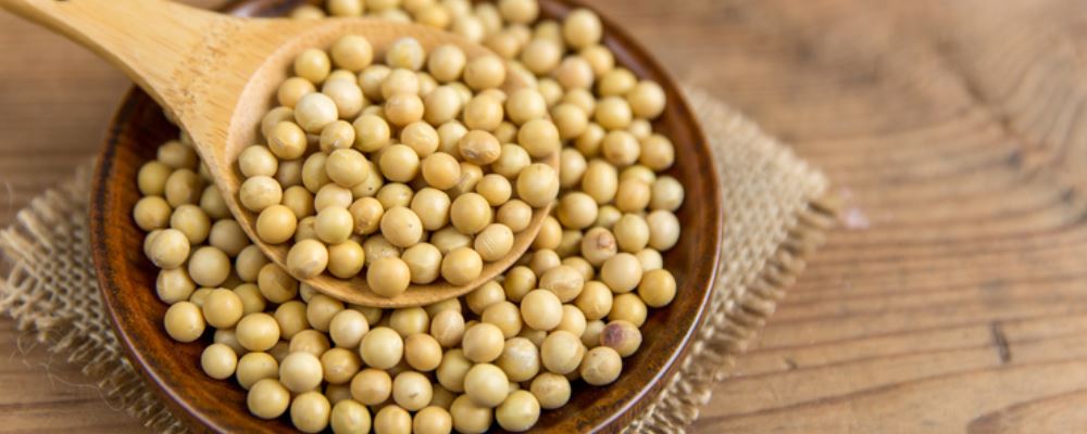 哪些食物可以呵护乳房 大豆坚果不可少