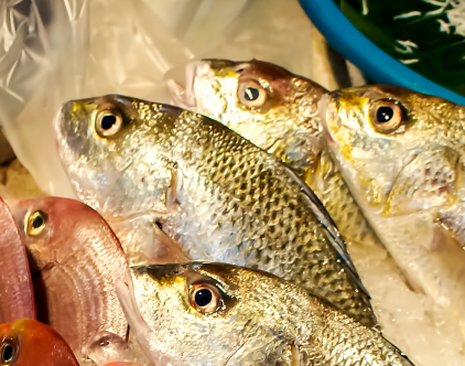 剖腹产有伤口可以喝鲫鱼汤吗 剖腹产后多久可以喝鲫鱼汤下奶