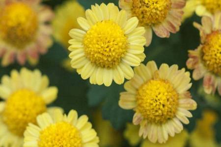 痔疮的症状及治疗方法,女性如何判断自己得了痔疮?