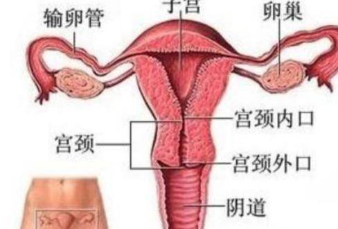 影响女性受孕的4个因素,宫颈口太小会影响怀孕吗?