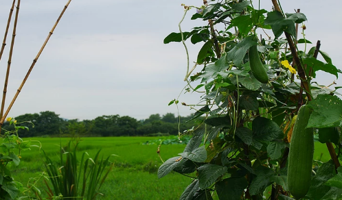 产后母乳喂养吃什么下奶快 产后母乳喂养吃什么下奶快