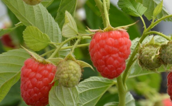 哺乳期可以吃树莓吗 哺乳期可以吃树莓吗