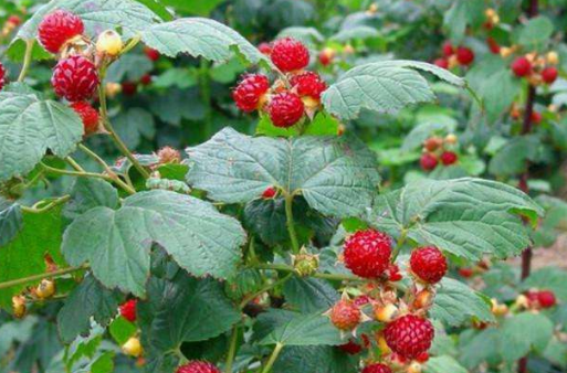 哺乳期可以吃树莓吗 哺乳期可以吃树莓吗