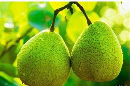 十大低糖水果排行榜,糖尿病也能吃的美味水果