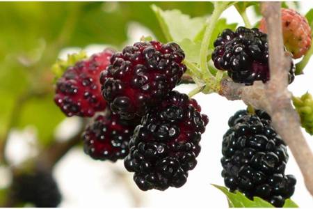 女人吃桑葚的禁忌,桑葚酸甜养生4类人群不宜吃