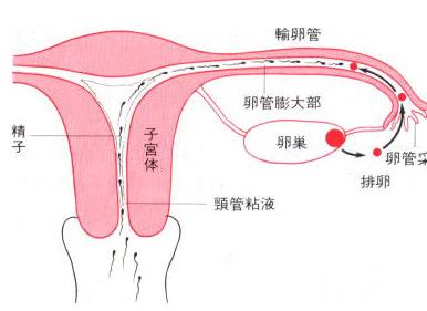 输卵管堵塞的症状：女性4大症状说明输卵管堵塞