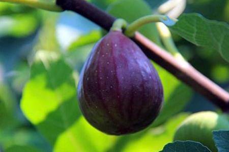 无花果的功效与作用 无花果真的没有花吗