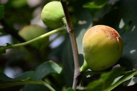 无花果的功效与作用 无花果真的没有花吗