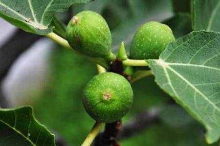 无花果的功效与作用 无花果真的没有花吗