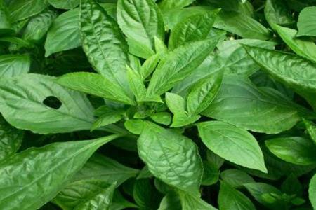 板蓝根的三大功效和作用 四类不适合服用的人群