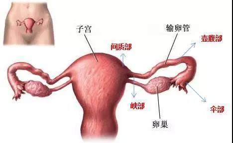 做输卵管造影到底痛不痛？哪些人适合做子宫输卵管造影检查呢？