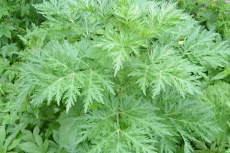 白蒿的功效与作用 白蒿泡水喝有什么作用能减肥吗