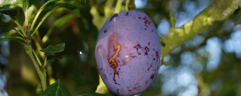 养肝吃什么食物效果好 推荐这几款养肝食物 养肝吃什么食物效果好 推荐这几款养肝食物