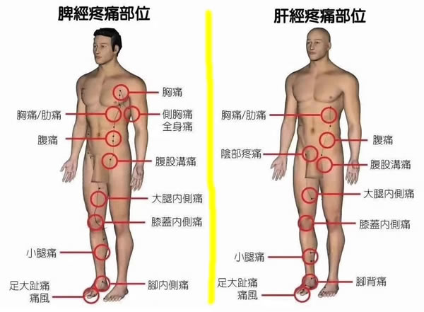 18个痛点的准确位置图:五脏六腑60个痛点图全解读
