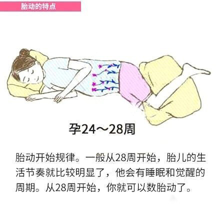 24-28周