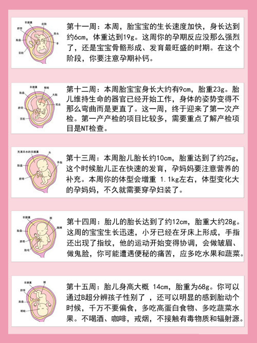 第十一周-第十五周