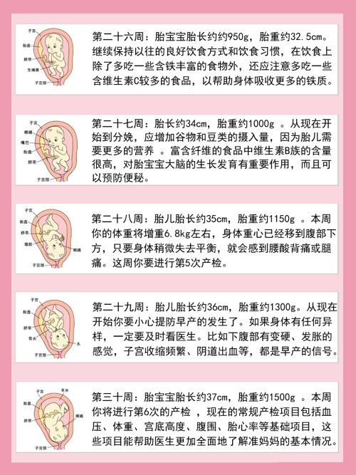 第二十六周-第三十周