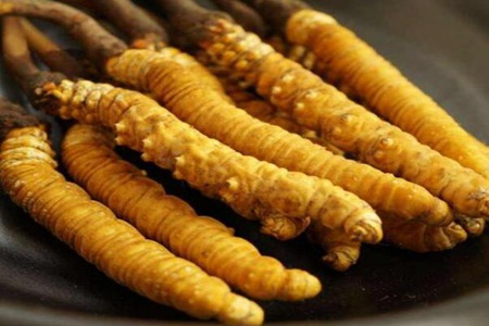 冬虫夏草怎么吃效果最好？这五种冬虫夏草的最佳吃法