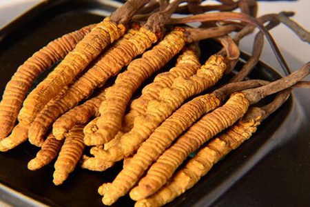冬虫夏草怎么吃效果最好？这五种冬虫夏草的最佳吃法