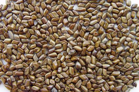 决明子有什么好处?决明子的功效与作用