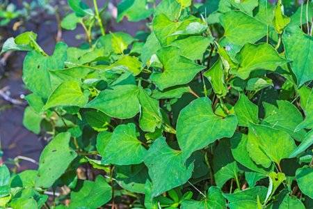 鱼腥草怎么吃？鱼腥草的功效与作用