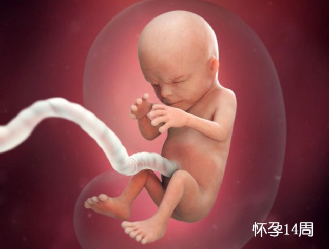 怀孕4个月胎儿发育情况,孕妈有5种表现,表明胎儿发育得很好！