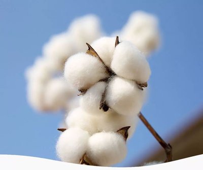 新疆棉花中国自己还不够用